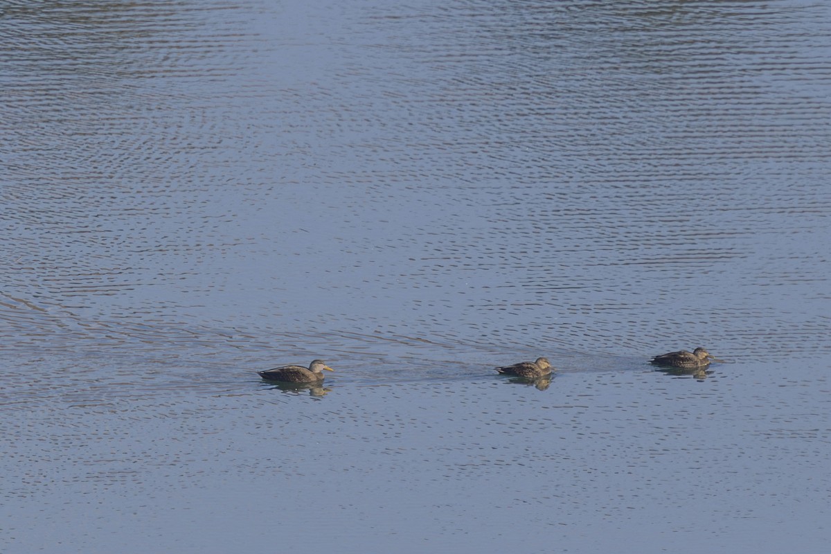 American Black Duck - ML646548762
