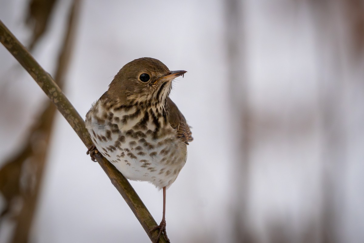 Tordo di Pallas - ML646548764