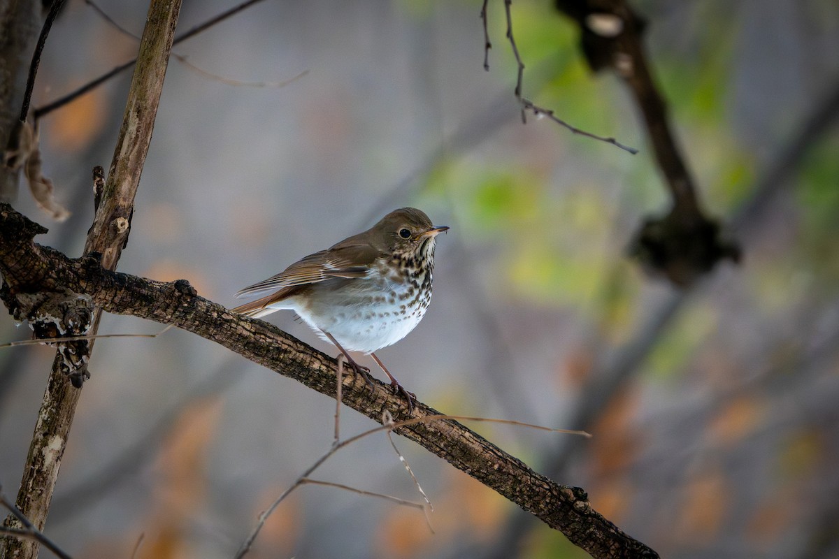 Tordo di Pallas - ML646548765