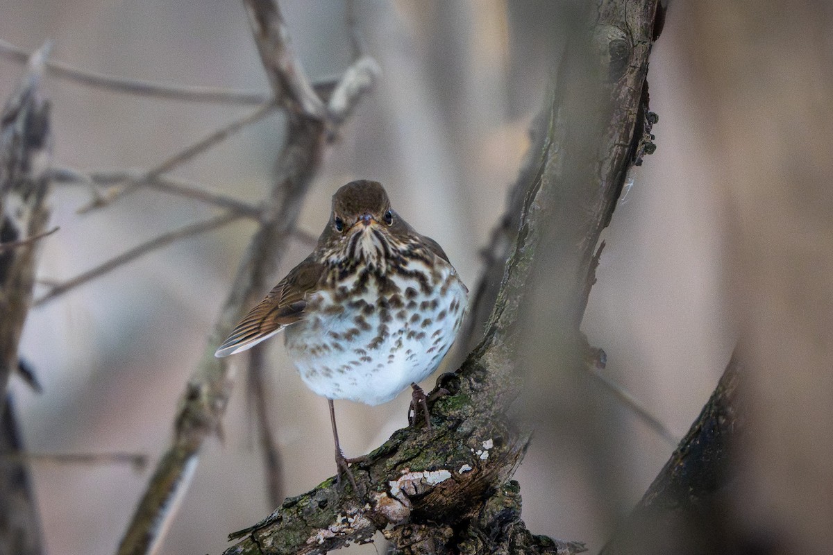 Tordo di Pallas - ML646548766