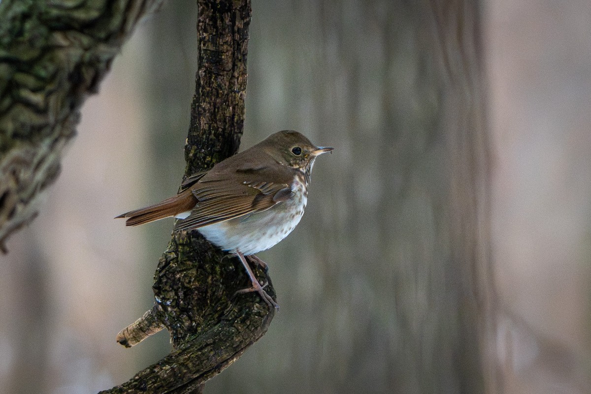 Tordo di Pallas - ML646548767