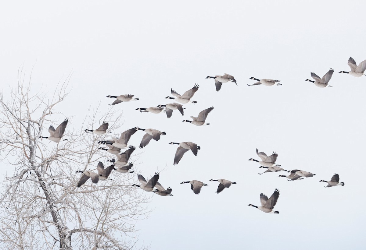 Canada Goose - ML646548768