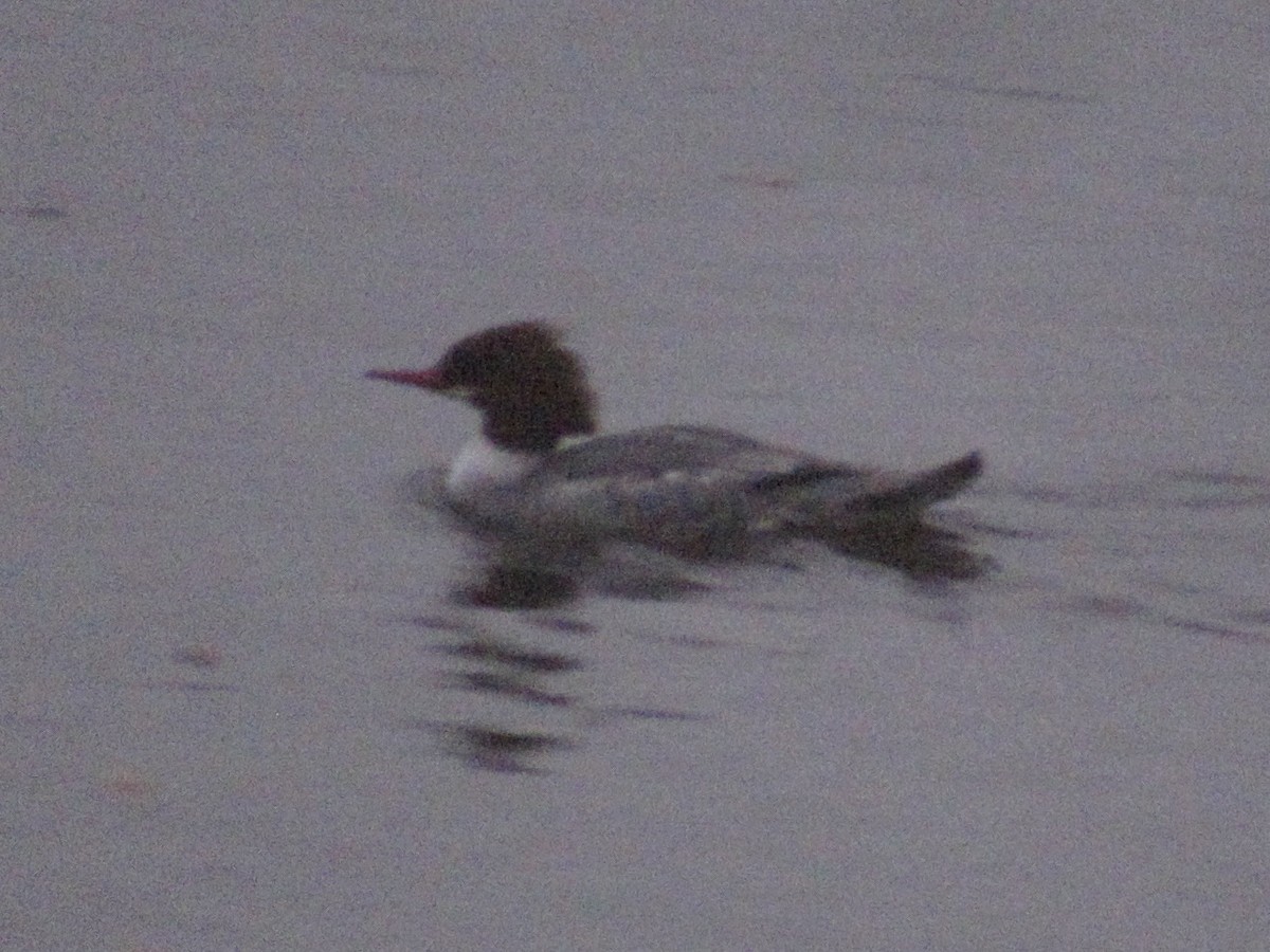 Common Merganser - ML646548770