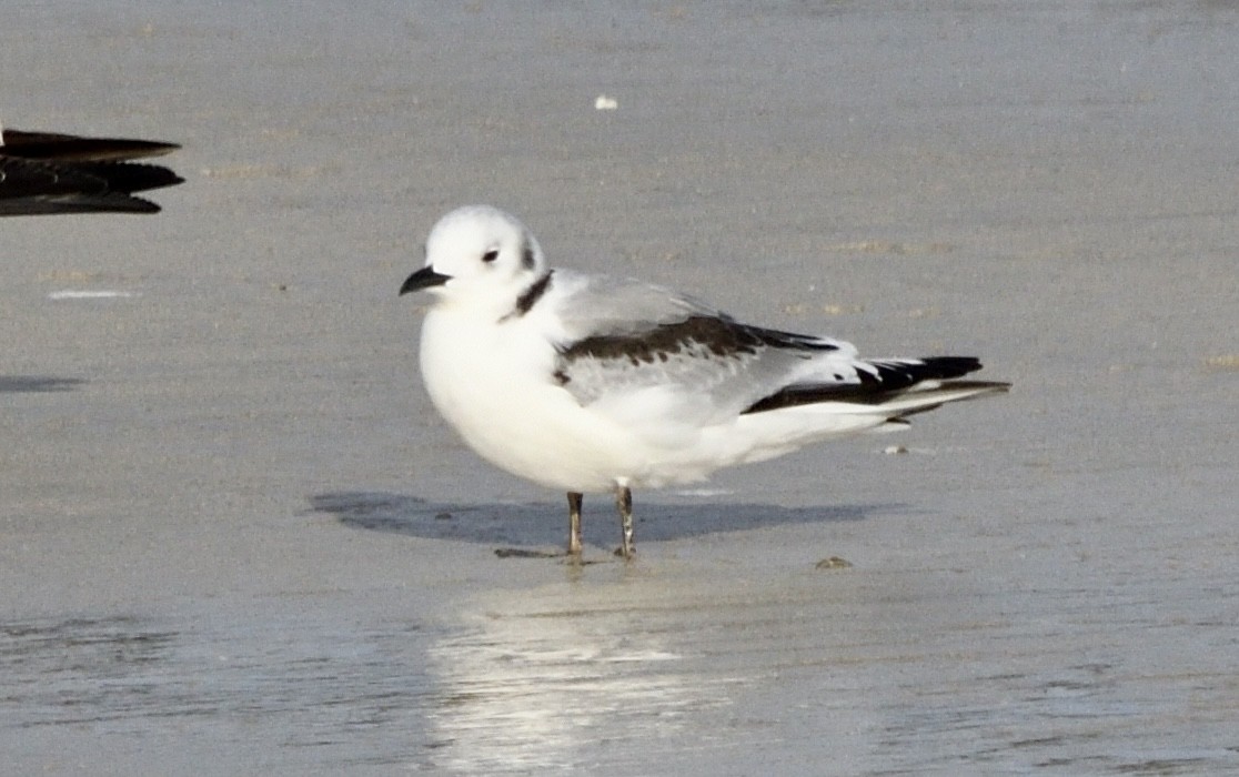 Моевка - ML646548777