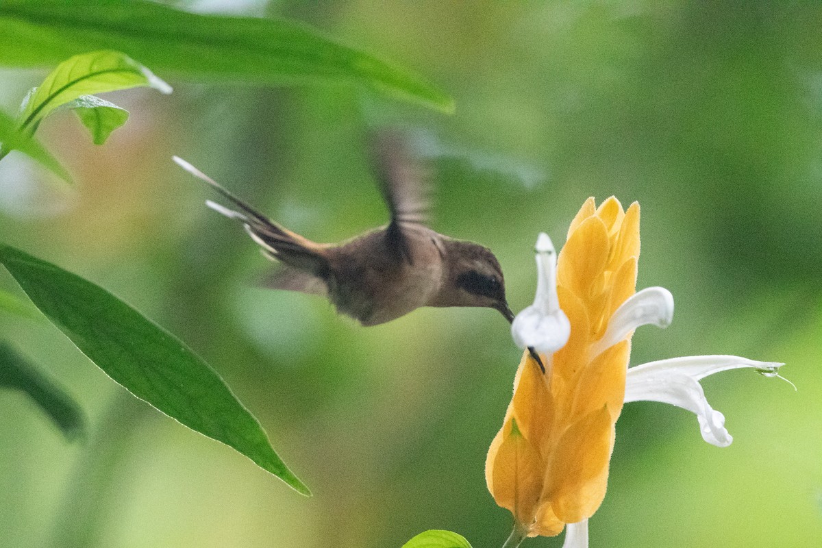 kolibřík proužkohrdlý - ML646548786