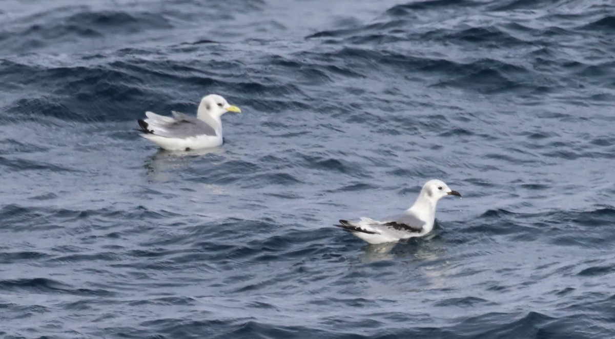 Моевка - ML646548787