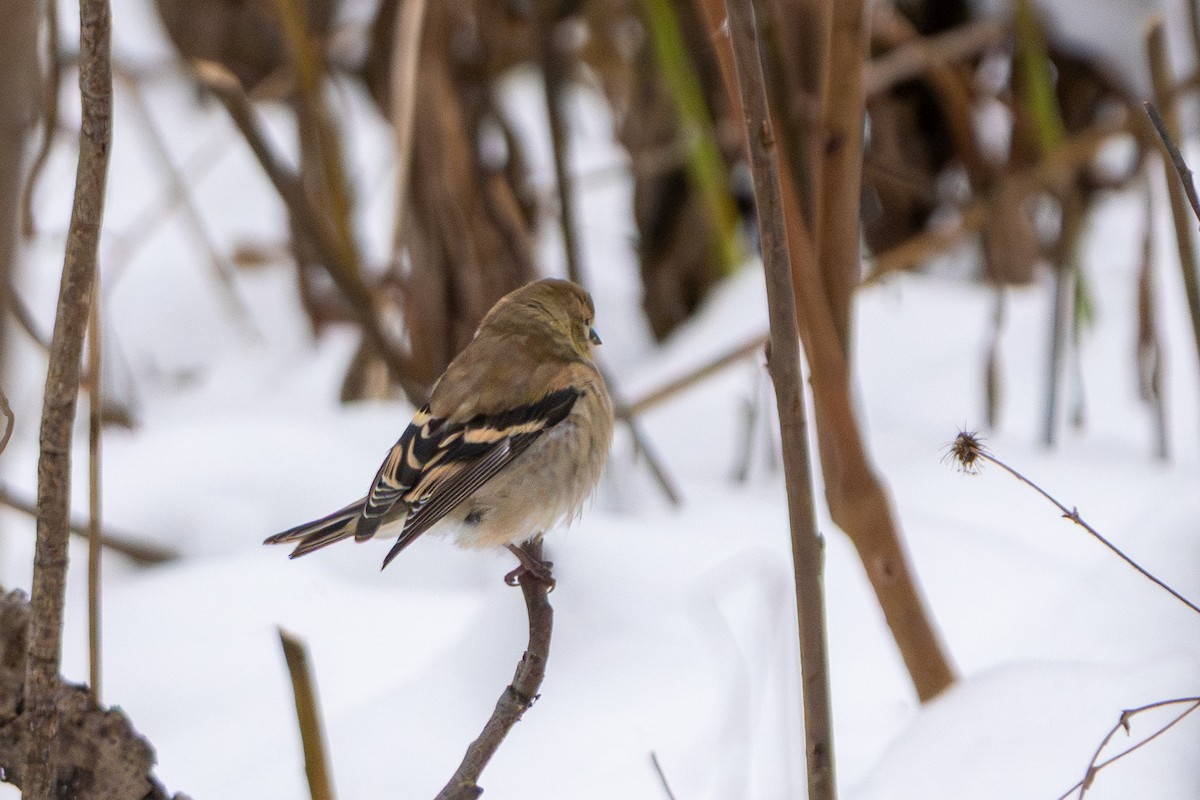 American Goldfinch - ML646548789