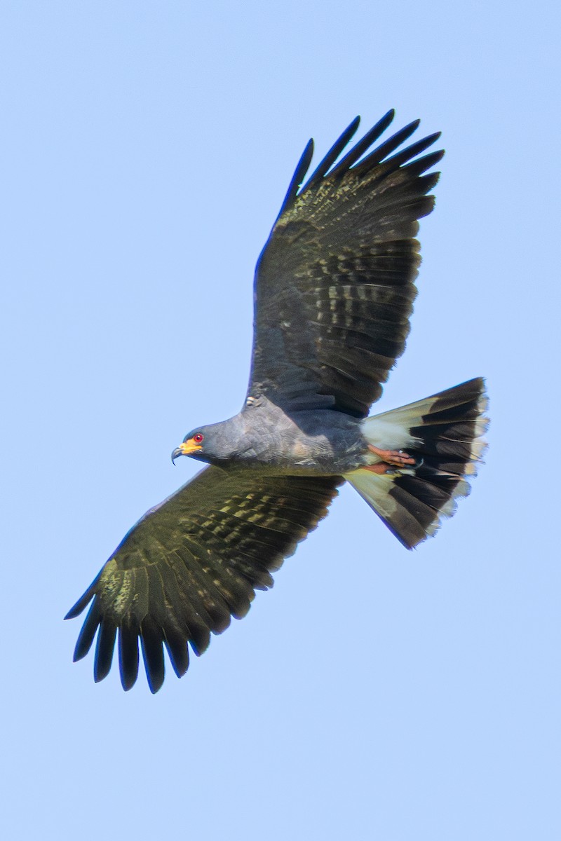 Snail Kite - ML646548792