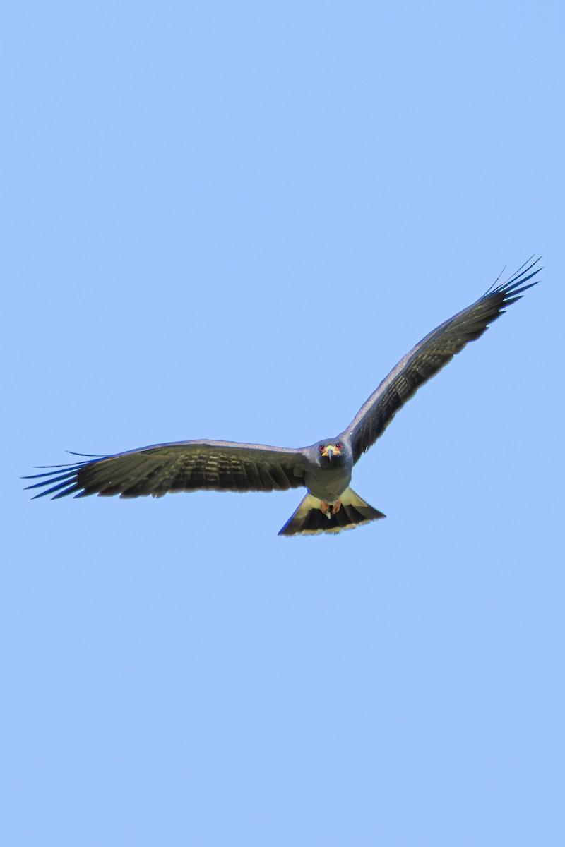 Snail Kite - ML646548793
