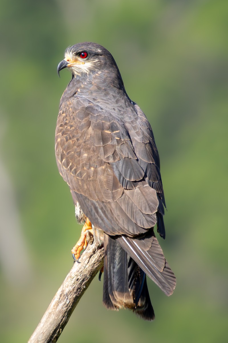 Snail Kite - ML646548794