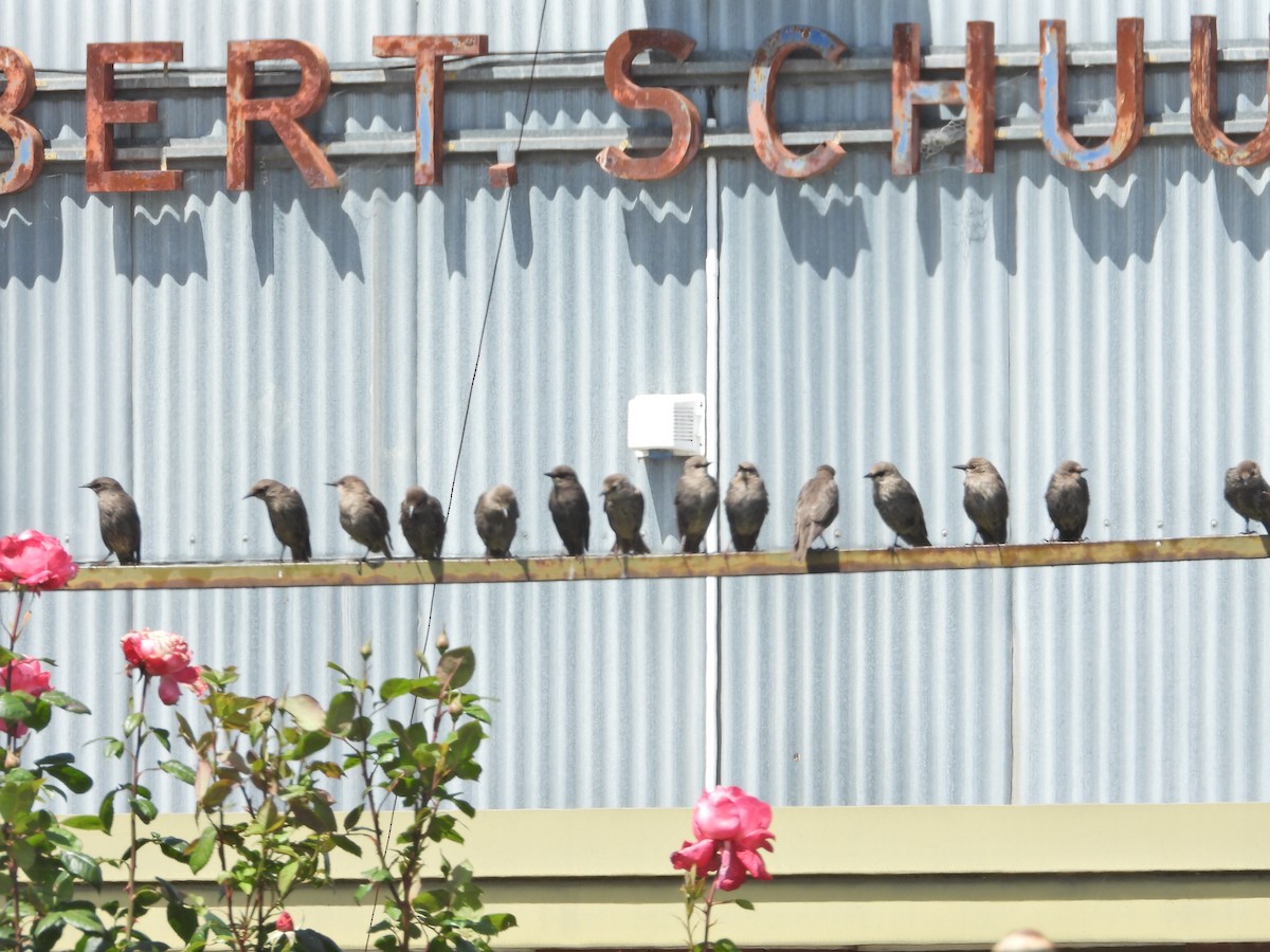 ホシムクドリ - ML646548796