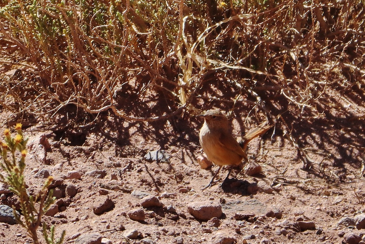 Андский канастеро - ML646548801
