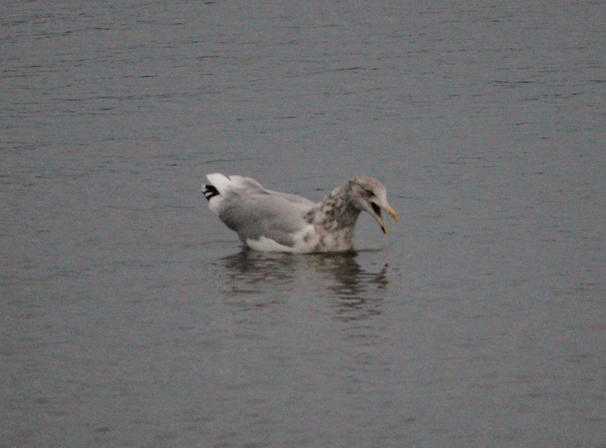 American Herring Gull - ML646548802