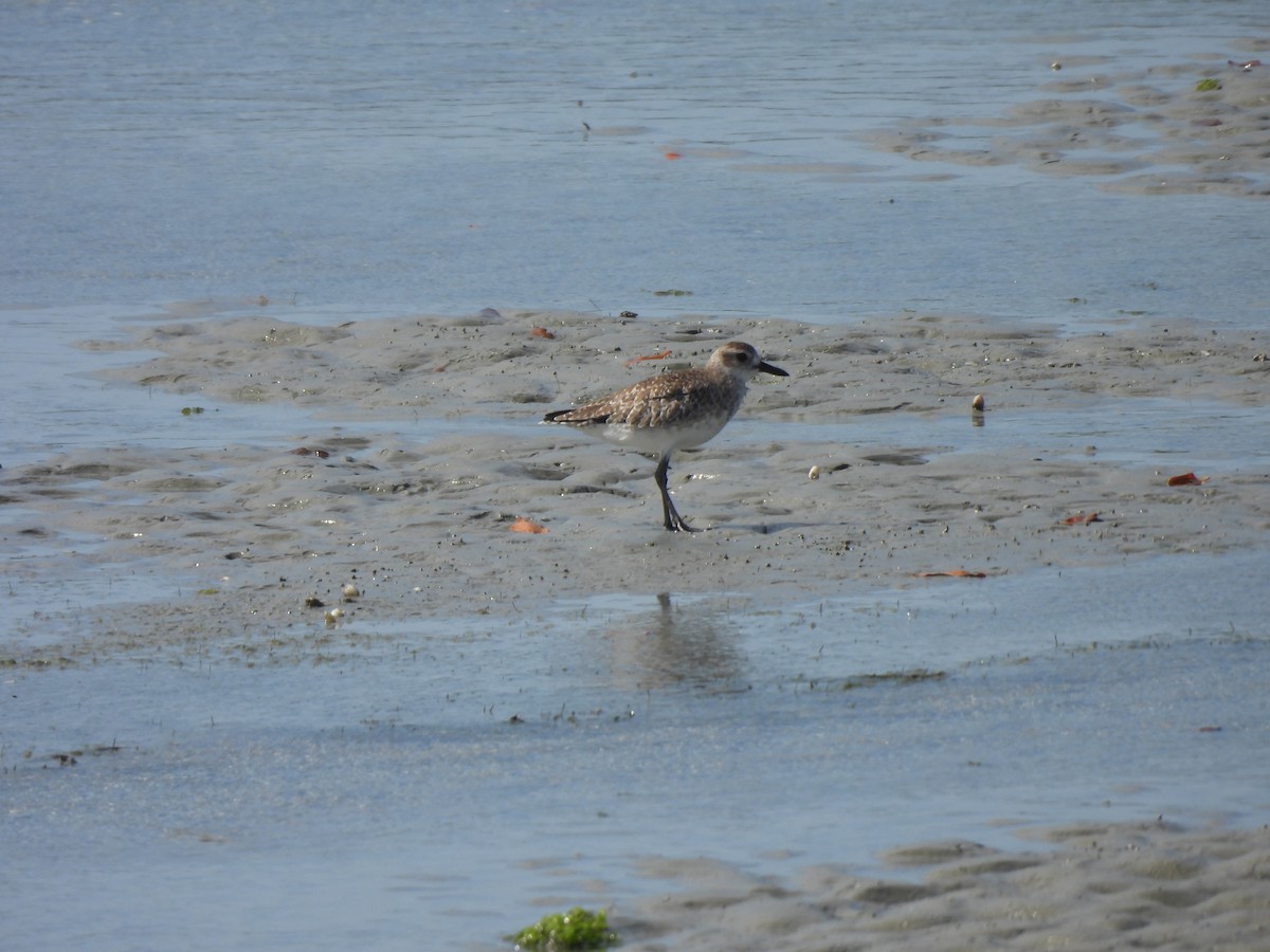 Chorlito Gris - ML646548803