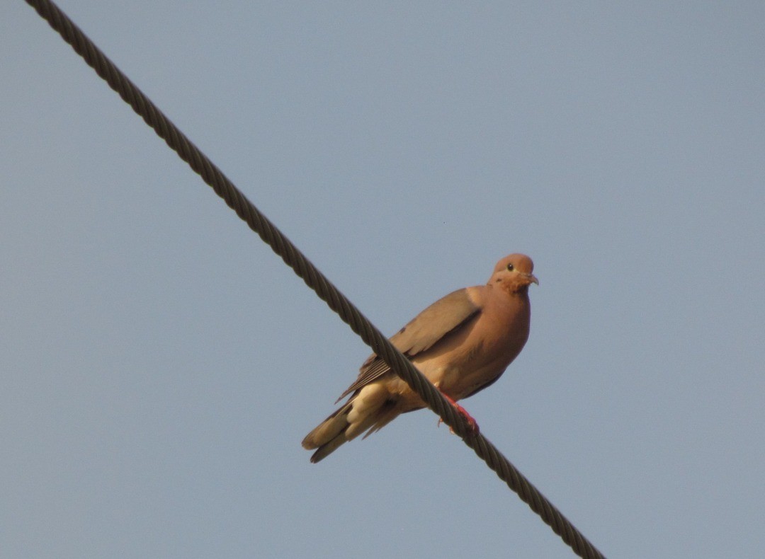 ミミグロバト - ML646548805