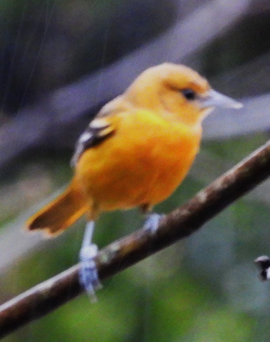 ボルチモアムクドリモドキ - ML646548807