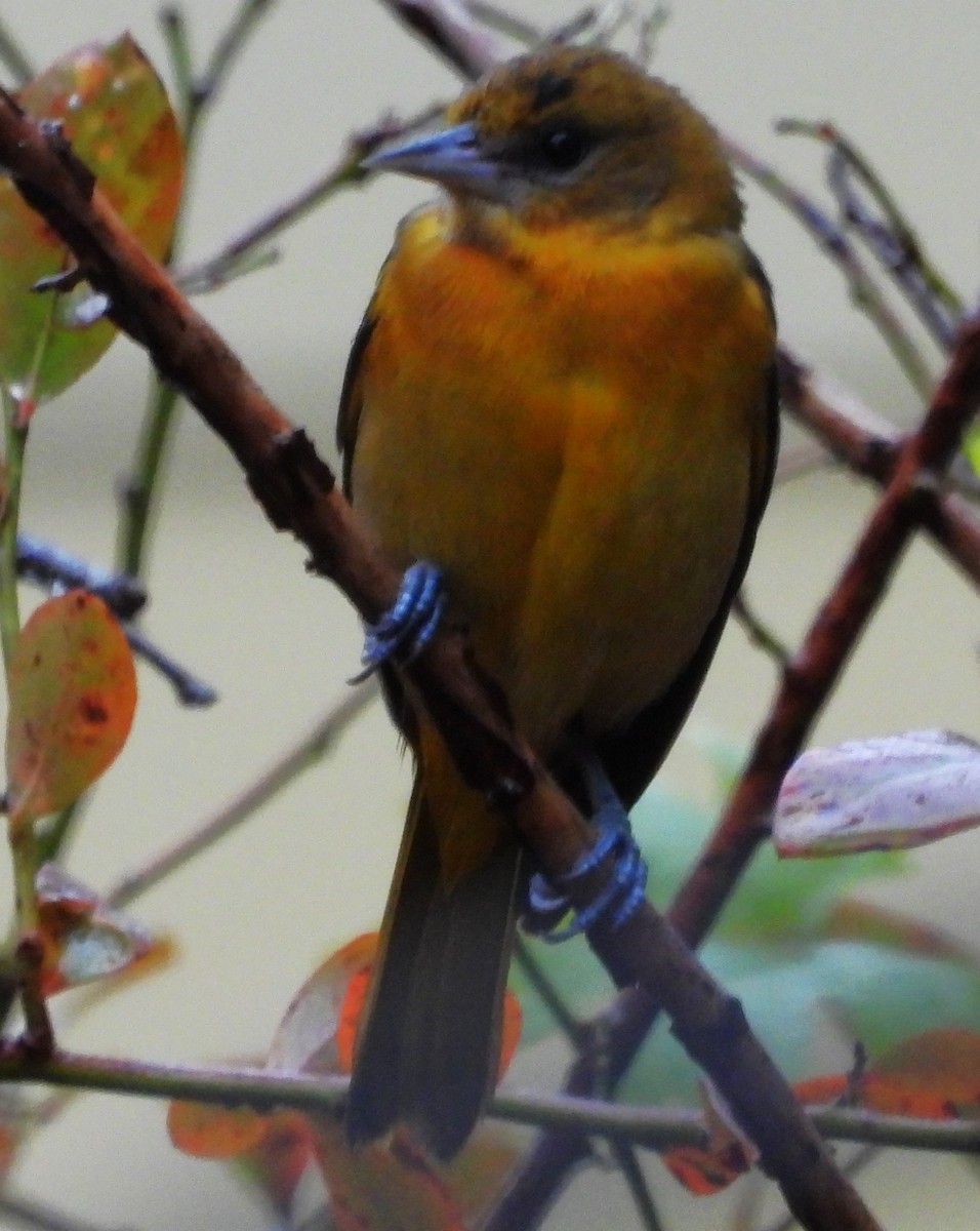 ボルチモアムクドリモドキ - ML646548808