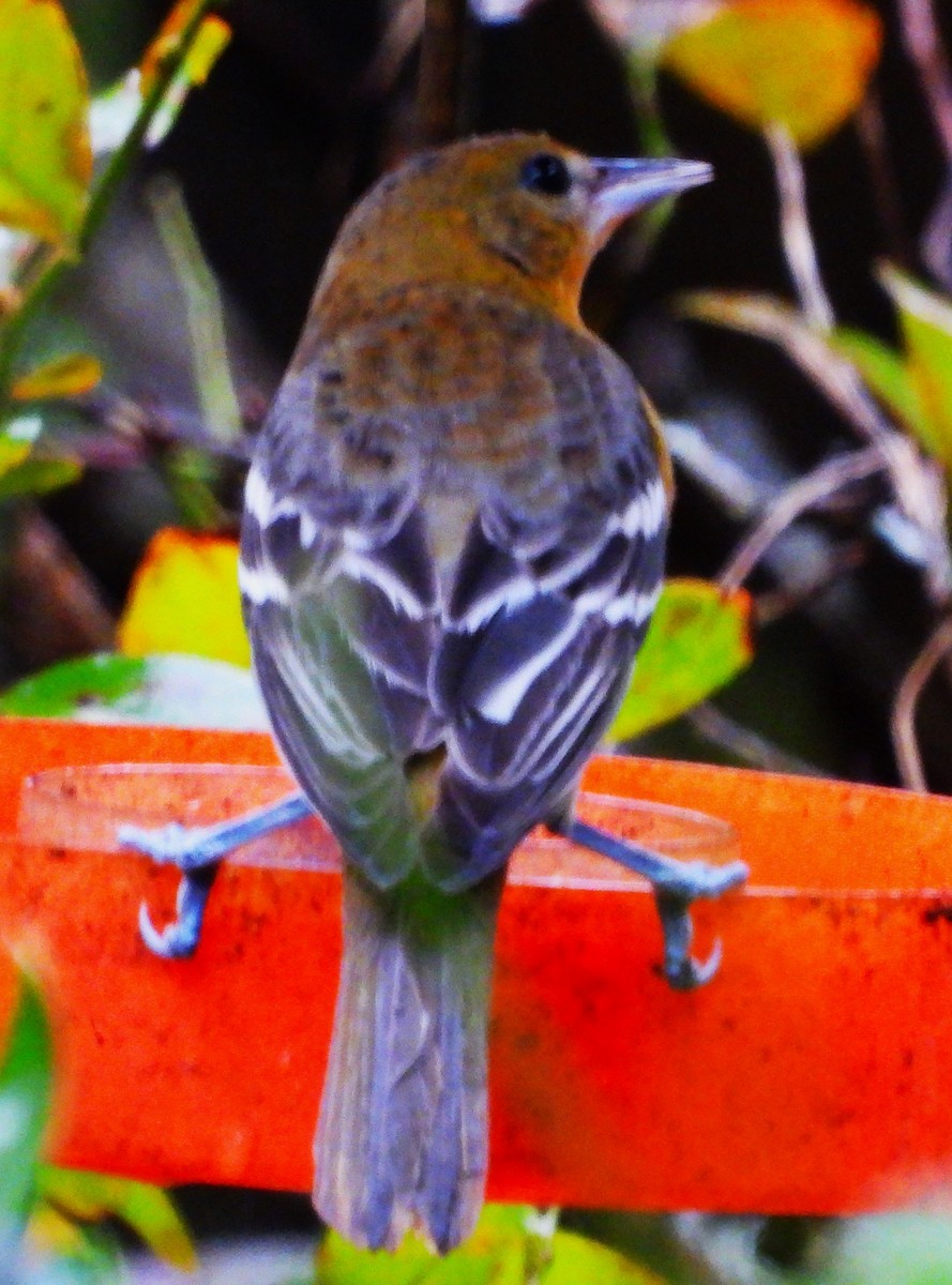 ボルチモアムクドリモドキ - ML646548809