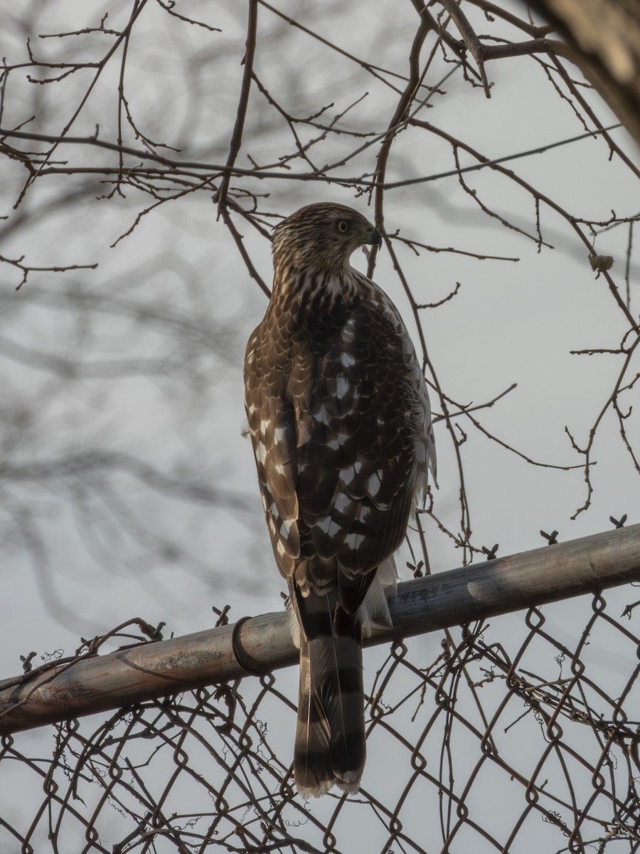 Cooper's Hawk - ML646548813