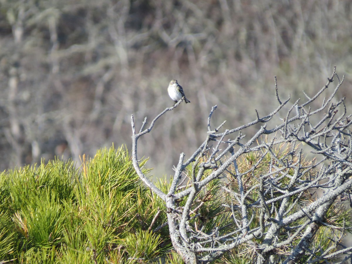 キヅタアメリカムシクイ（coronata） - ML646548819