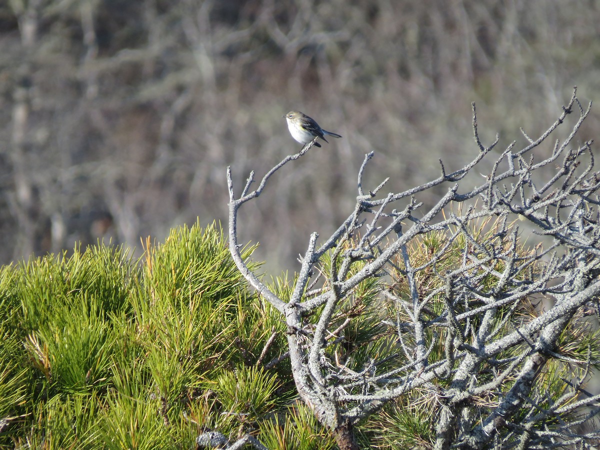 キヅタアメリカムシクイ（coronata） - ML646548820