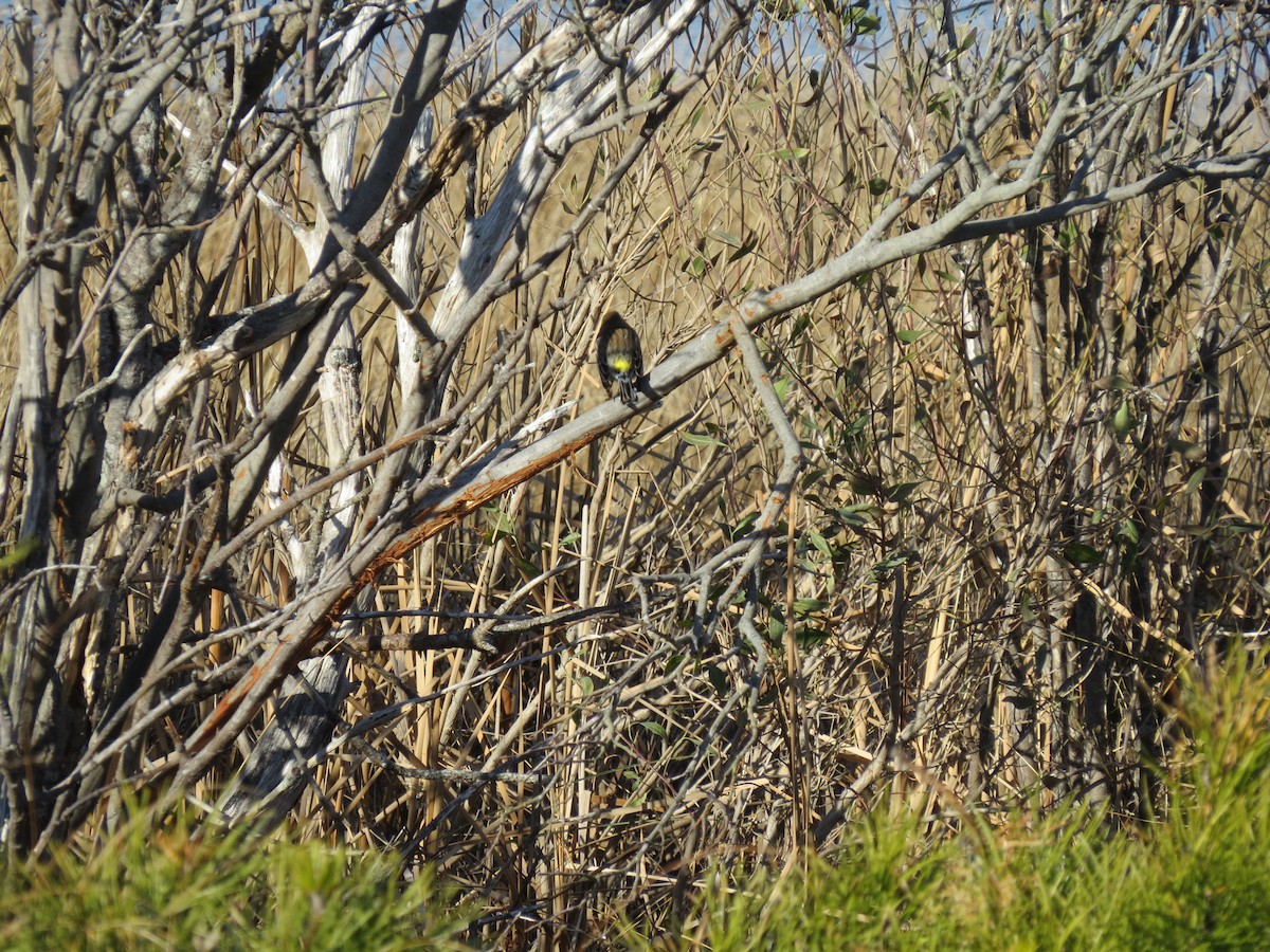 キヅタアメリカムシクイ（coronata） - ML646548821