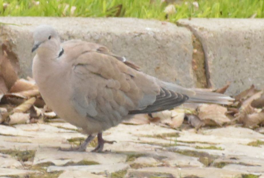 シラコバト - ML646548822