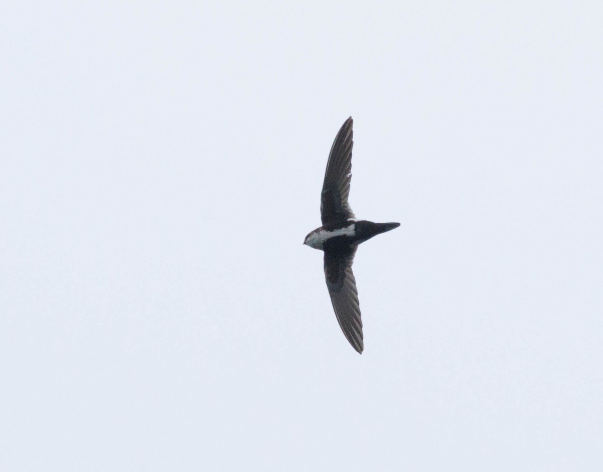 ムナジロアマツバメ - ML646548823