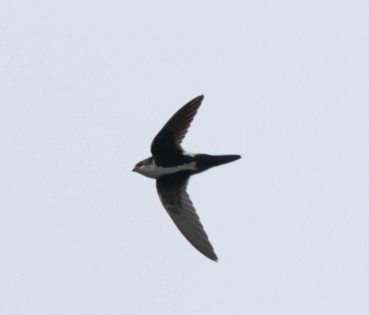 ムナジロアマツバメ - ML646548827