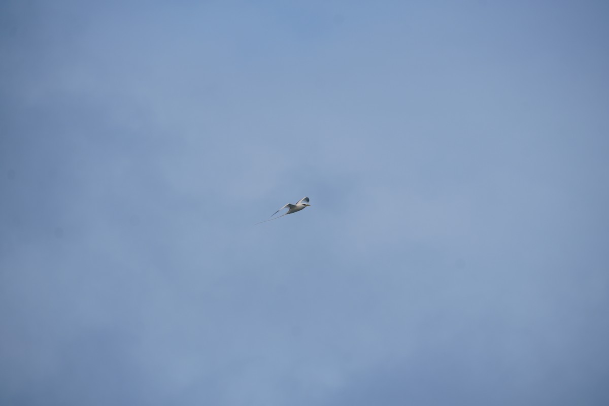 シラオネッタイチョウ - ML646548829