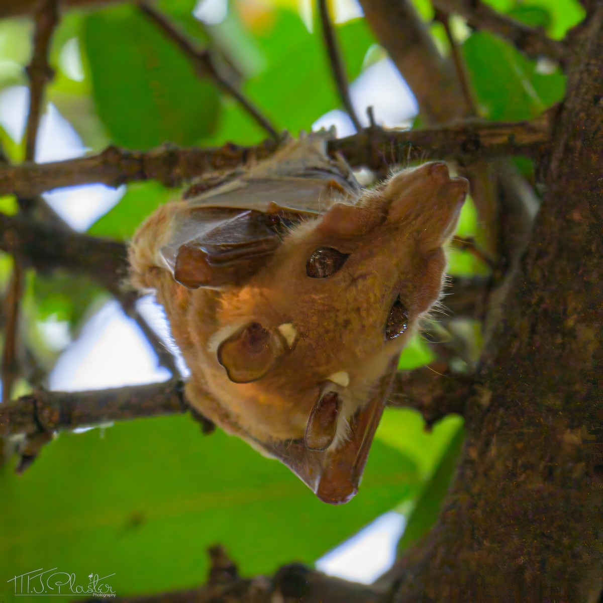 Epauletted Fruit Bats - ML646548830