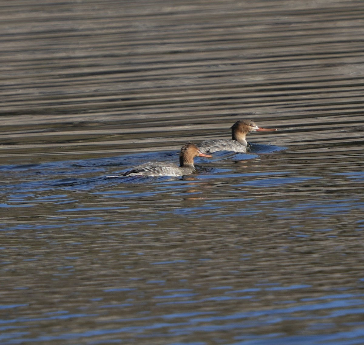 ウミアイサ - ML646548831