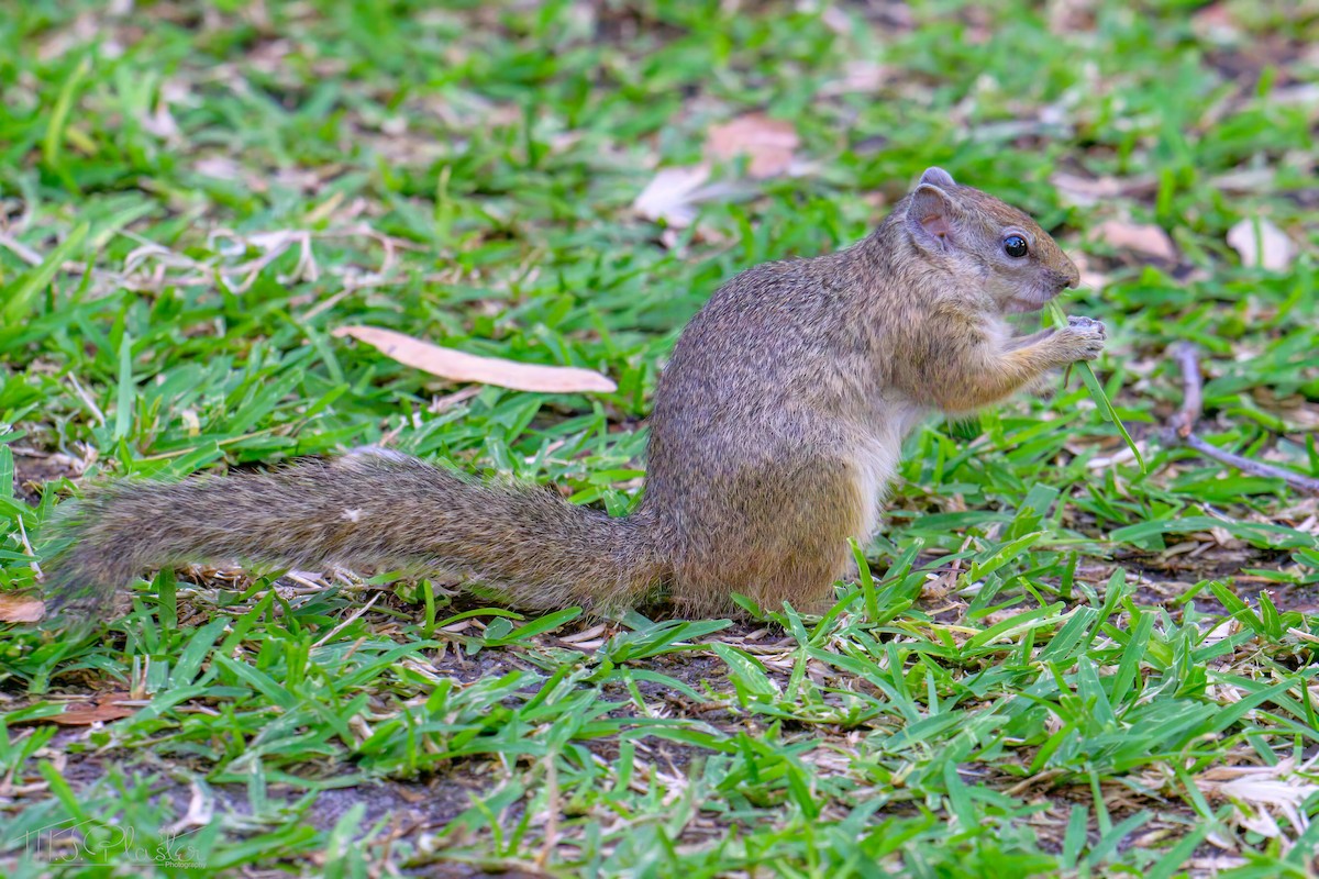 Smith's Bush Squirrel - ML646548832