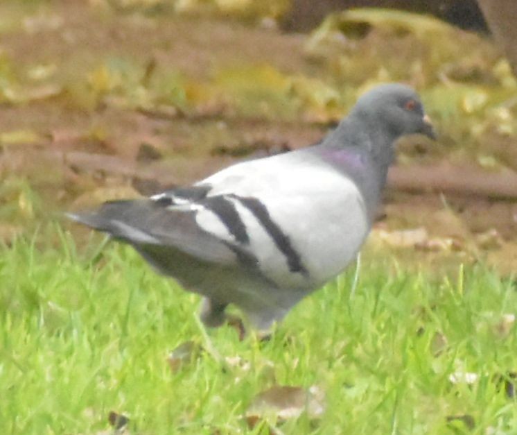 カワラバト（ドバト、家畜型） - ML646548833