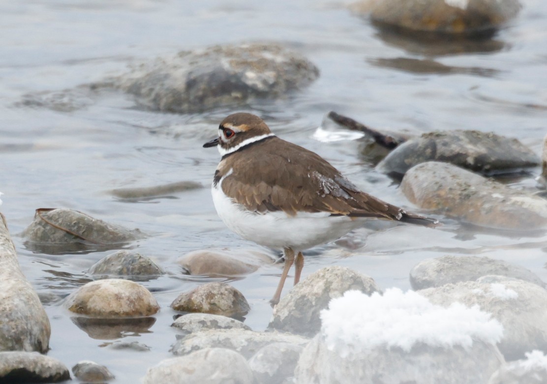 フタオビチドリ - ML646548834