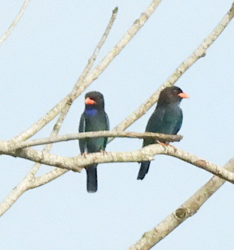 ブッポウソウ - ML646548835