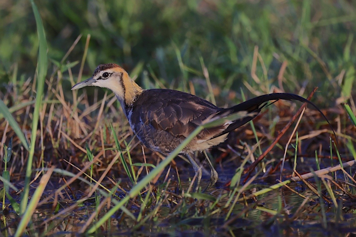 Pheasant-tailed Jacana - ML646548836
