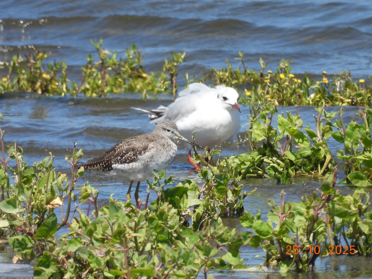 ミナミユリカモメ - ML646548840