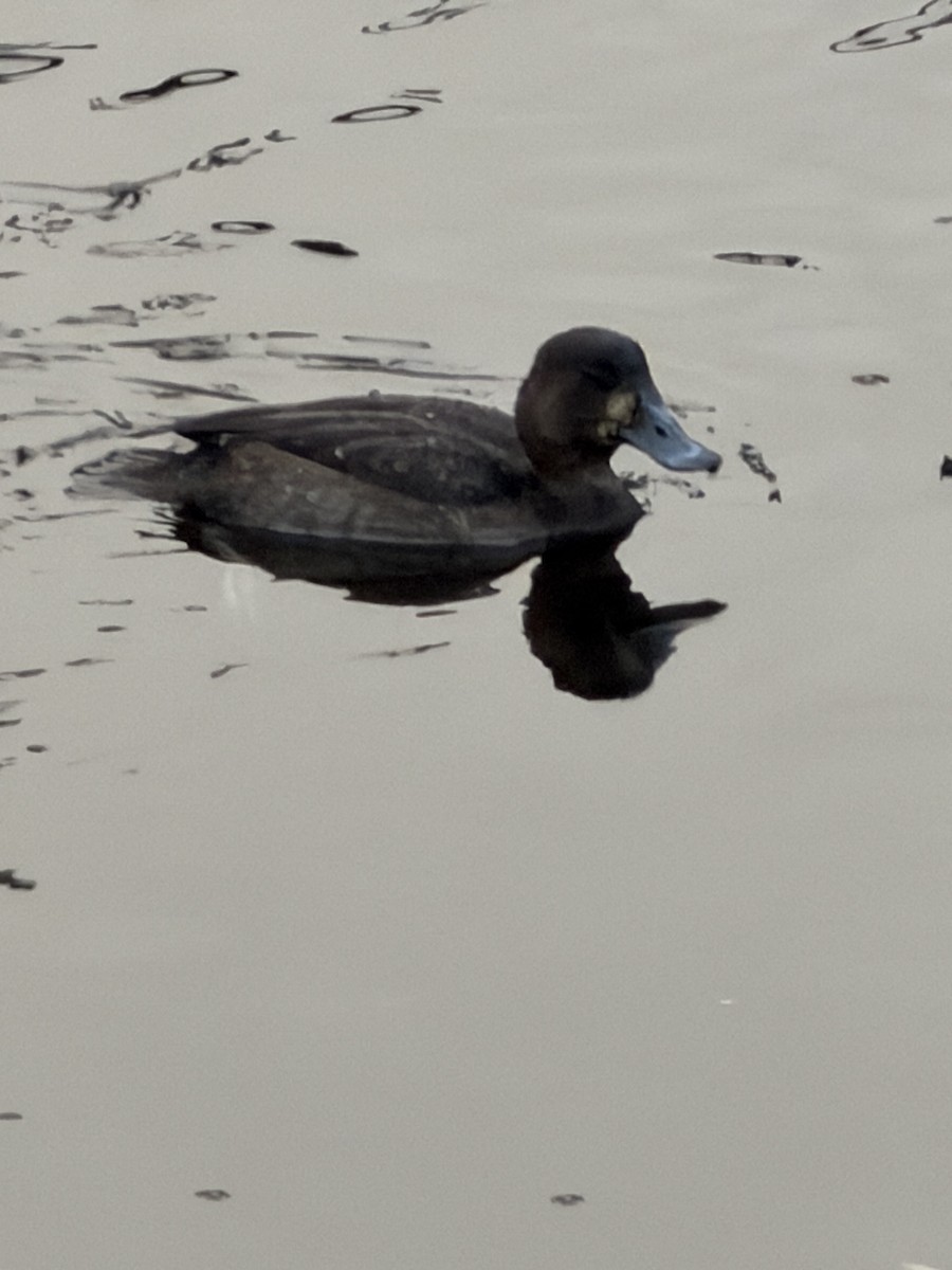 スズガモ - ML646548843