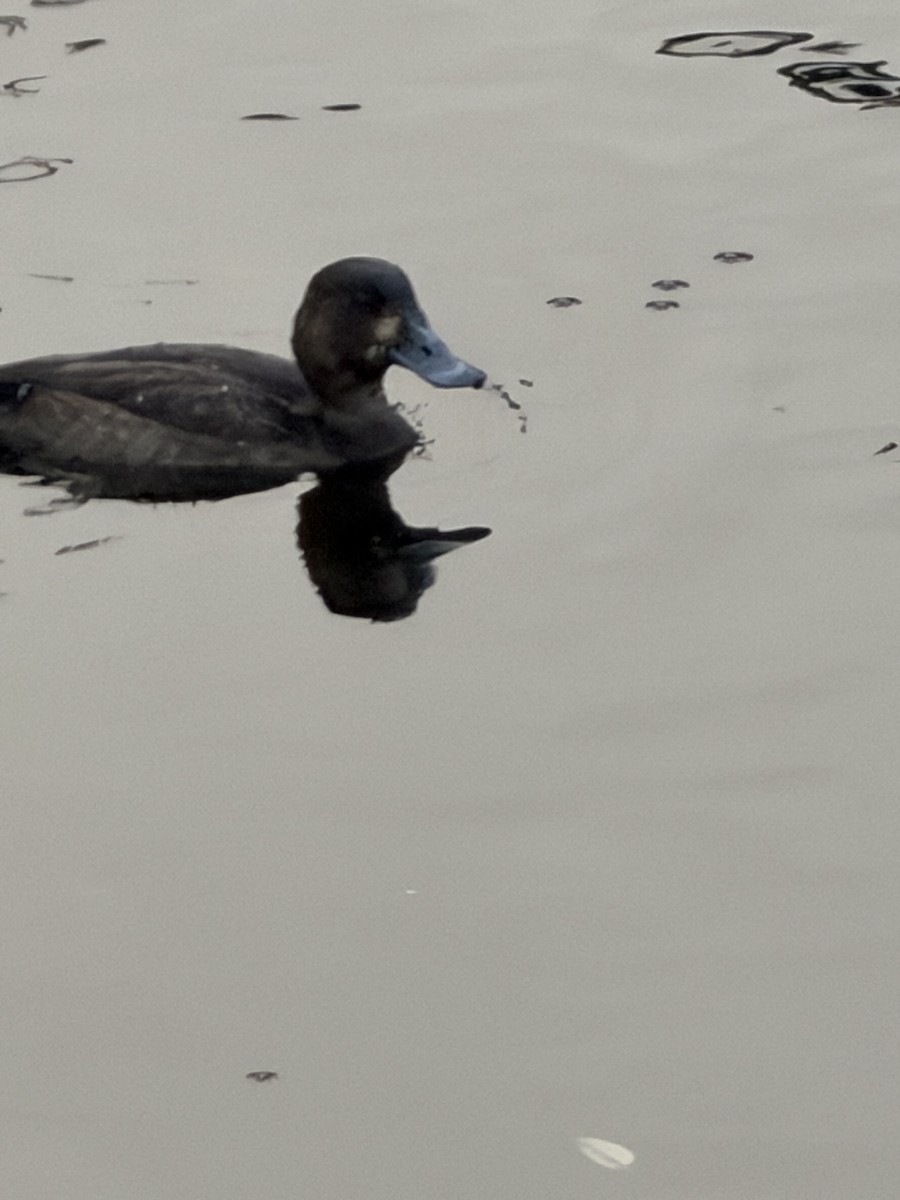 スズガモ - ML646548844