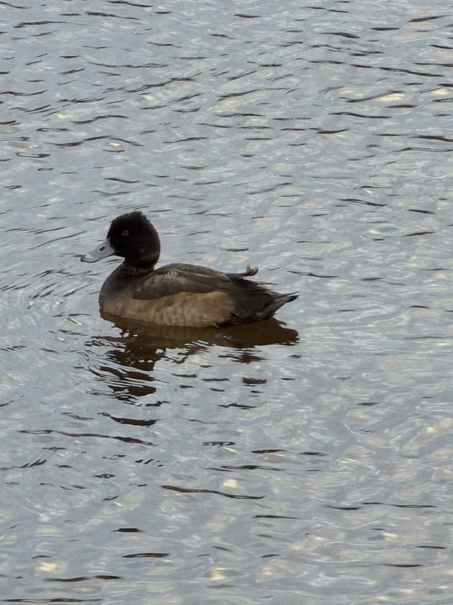 スズガモ - ML646548845