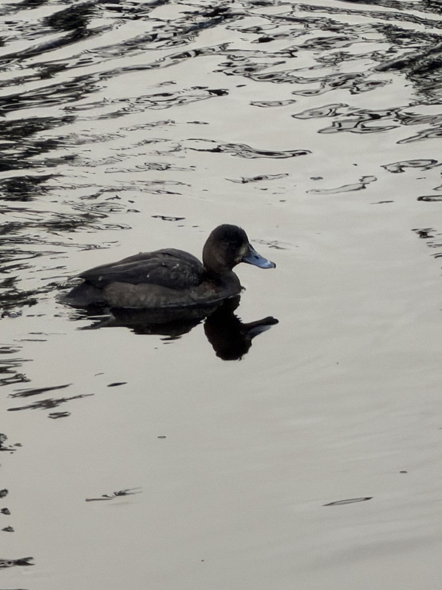 スズガモ - ML646548846