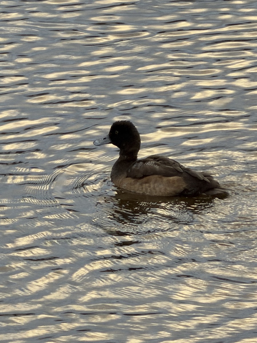 スズガモ - ML646548847