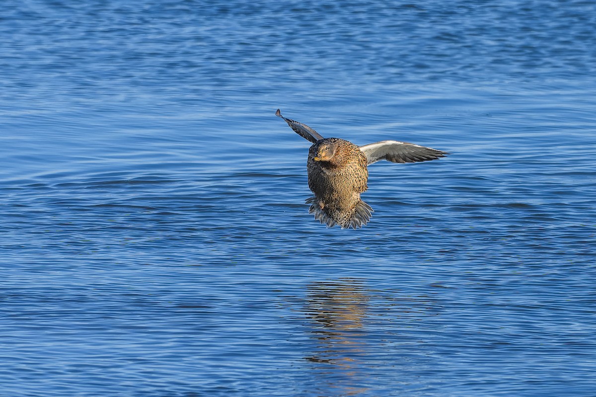 マガモ - ML646548850