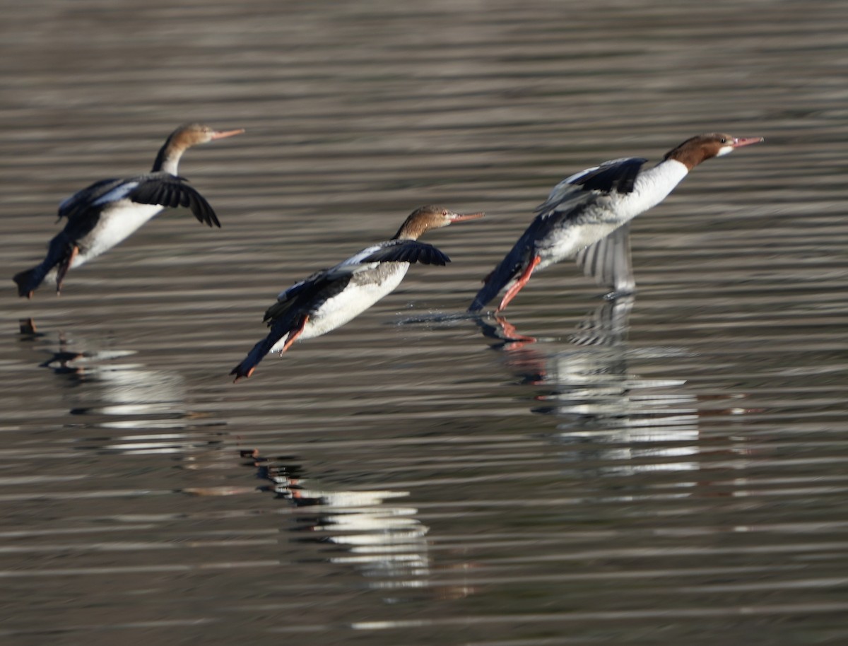 カワアイサ - ML646548853