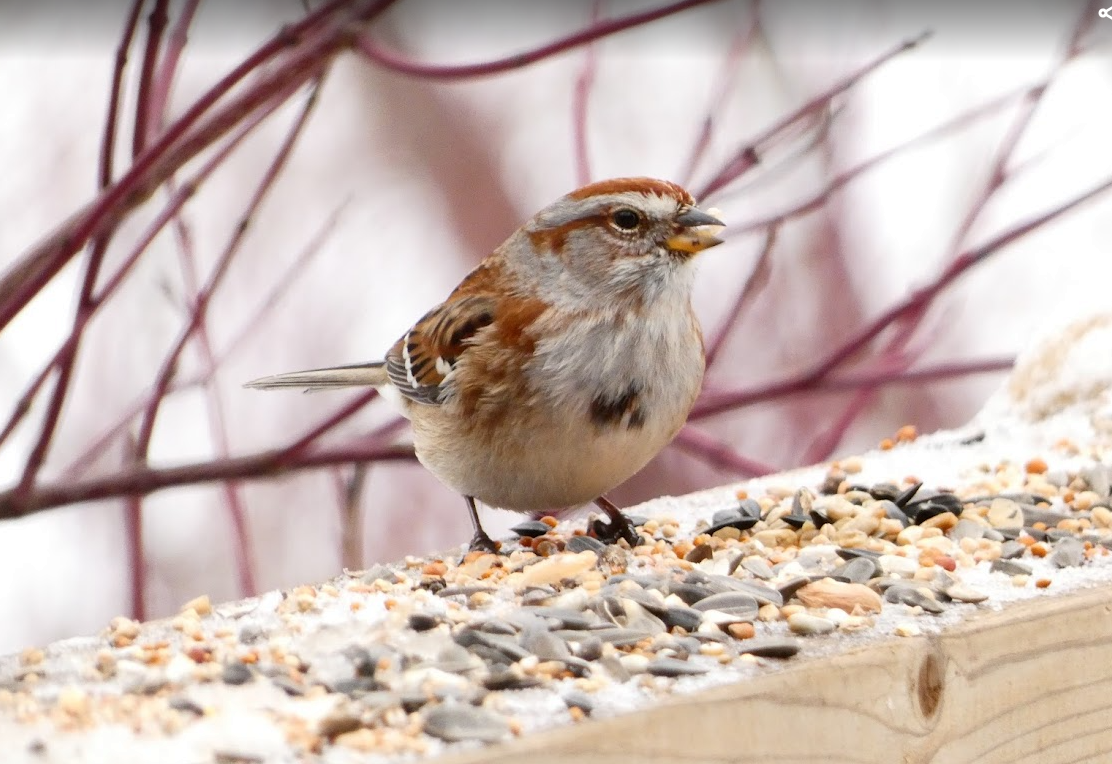 American Tree Sparrow - ML646548855