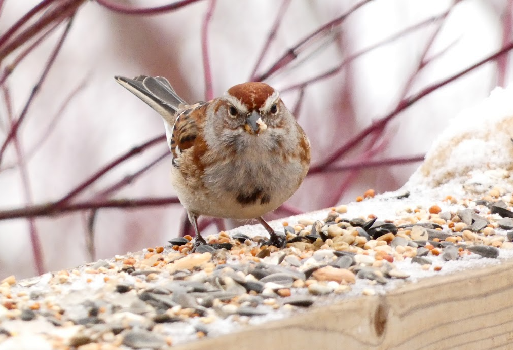 American Tree Sparrow - ML646548856