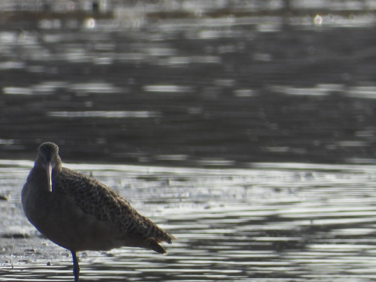 Marbled Godwit - ML646548858