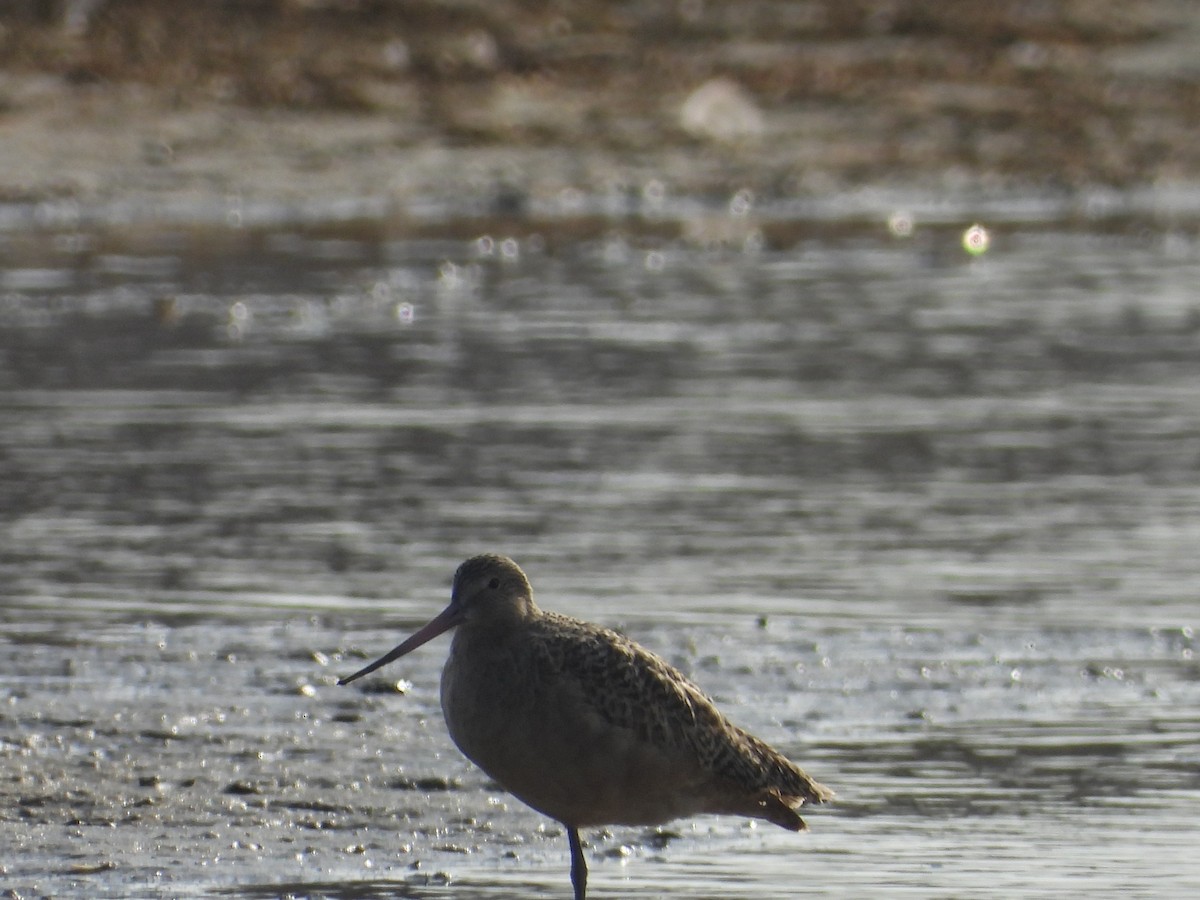 Marbled Godwit - ML646548860