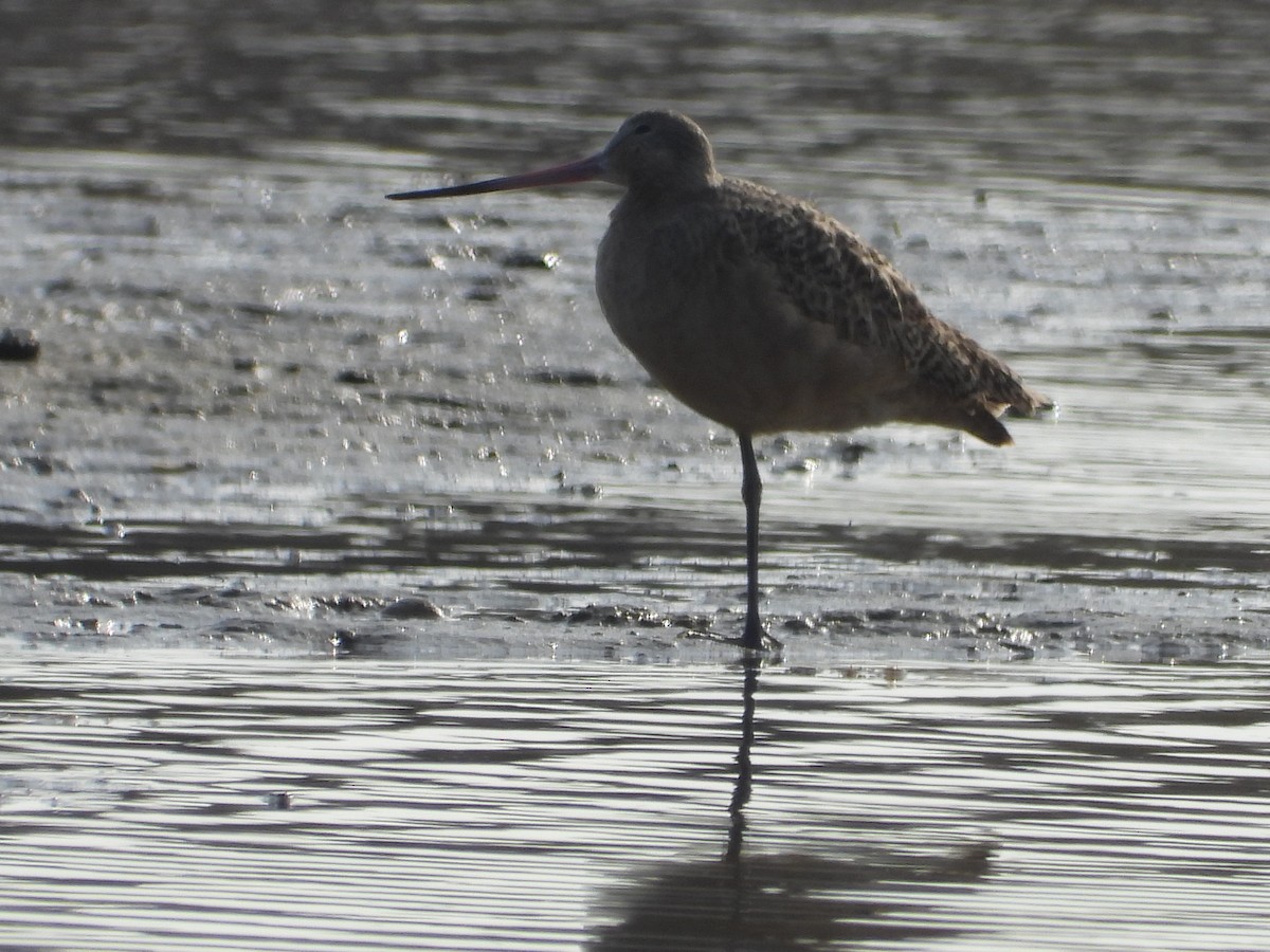 Marbled Godwit - ML646548861